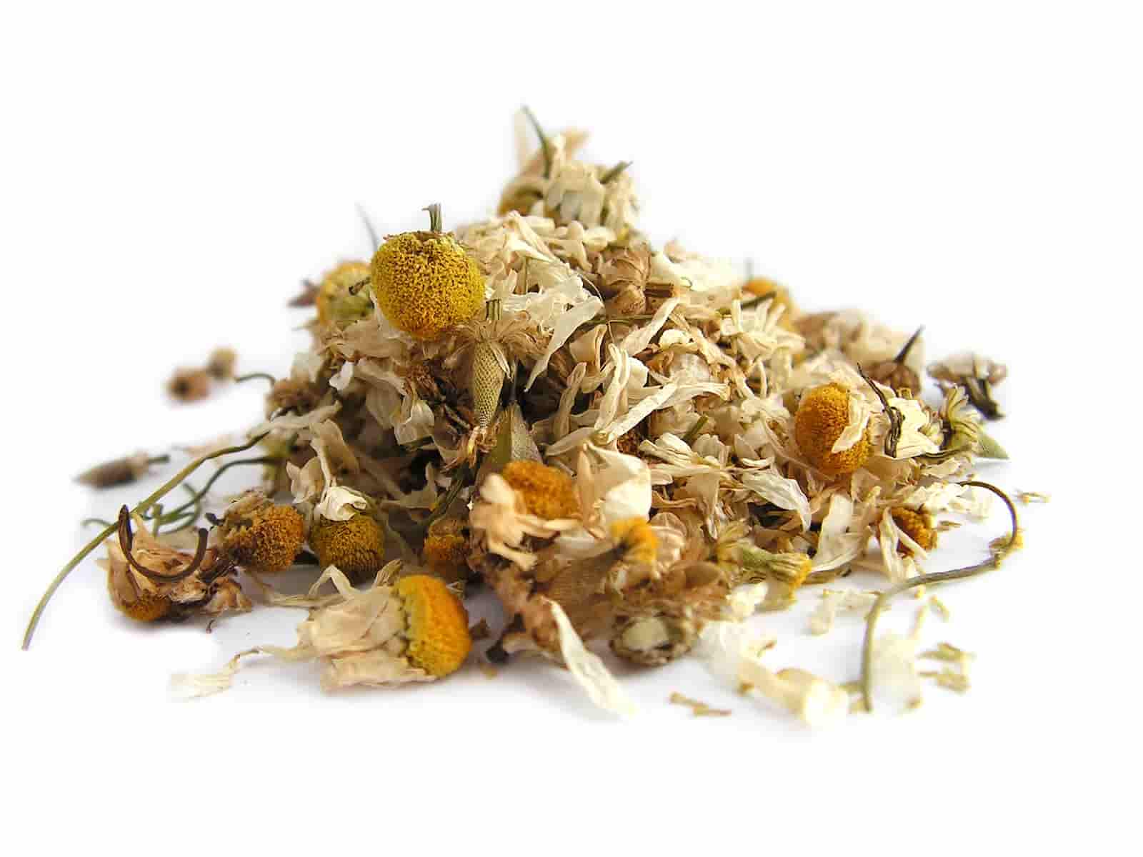 تصویر 4 از بابونه کوهی رویش وحشی ارتفاعات صخره ای